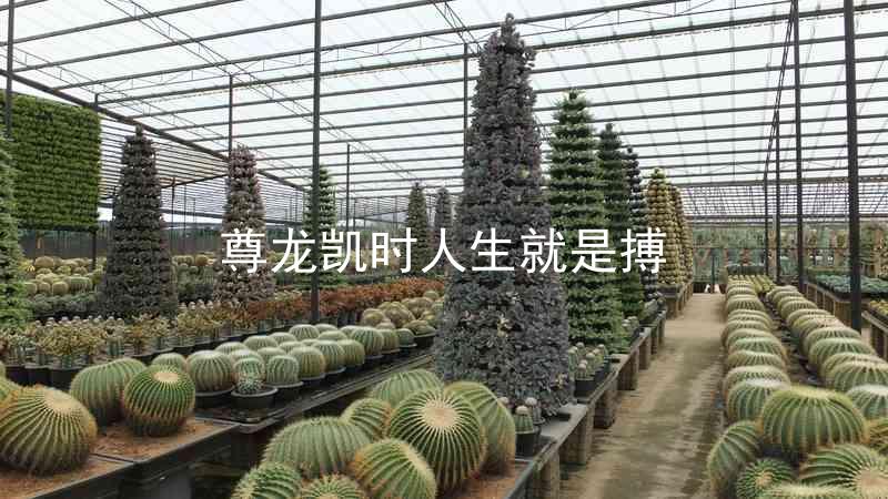 尊龙凯时人生就是搏